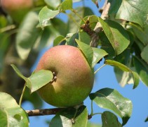 Pyrus communis 'Zoete Brederode' vrucht