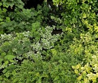 Euonymus fortunei 'Emerald Gaiety' - Kardinaalsmuts - 1