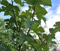 Morus nigra - Zwarte moerbei - zomerblad