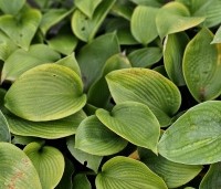 Hosta sieboldiana 'Elegans' - Hartlelie - 1