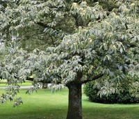 Castanea sativa 'Variegata' - Tamme Kastanje 'Variegata' - 10