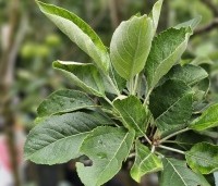 Malus dom. 'James Grieve' - Malus dom. 'James Grieve' - 3