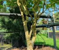 Acer shirasawanum 'Aureum' - Japanse goud esdoorn - 4