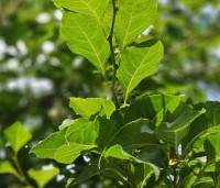 Styrax japonicus - Storaxboom - 2