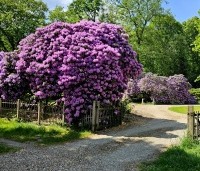 Rhododendron 'Catawbiense Grandiflorum' - Rododendron 'Catawbiense Grandiflorum' - 6