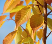Prunus serrulata 'Kanzan'  (herfstkleuren)