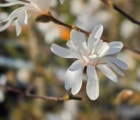 Magnolia stellata - Beverboom - 1