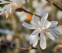Magnolia stellata - Beverboom - 3