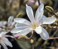 Magnolia stellata - Beverboom - 2