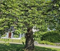 Prunus serrulata 'Kiku-shidare-zakura' - Japanse sierkers 'Kiku-shidare-zakura' - 2