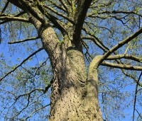 Alnus glutinosa - Zwarte Els - 1