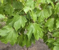 Acer rubrum 'October Glory' - Amerikaanse esdoorn - 2