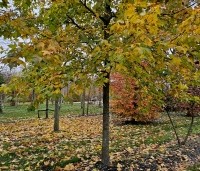 Liquidambar formosana var. monticola - Taiwanese amberboom - 3