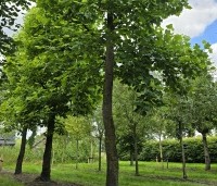 Liriodendron tulipifera - Tulpenboom - 1