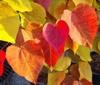 Cercis canadensis 'Eternal Flame' - Amerikaanse Judasboom 'Eternal Flame' - 1