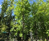 Ziziphus Jujuba - Chinese Dadel - 2