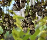 Styrax japonicus - Storaxboom - zaadvorming november 2024