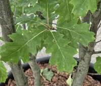 Quercus rubra - Amerikaanse eik - 2