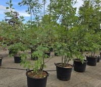 Quercus rubra - Amerikaanse eik - 1