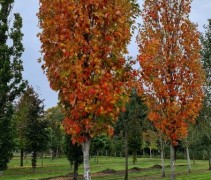 Acer rubrum 'Scanlon'  november 2020