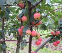 Malus Red Sentinel