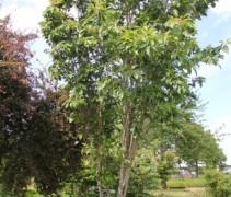 Prunus serrulata 'Amanogawa'