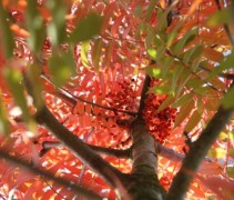 Sorbus Dodong detail in kroon