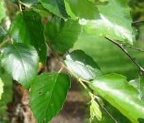 Het ruitvormige groene blad van de Betula nigra is relatief klein zoals bij veel berkensoorten. 