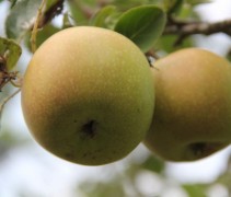 Malus domestica 'Lunterse Pippeling'