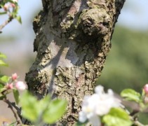Malus Rode Boskoop