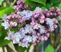Syringa vulgaris Michel Buchner