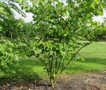 Cercis multistam
