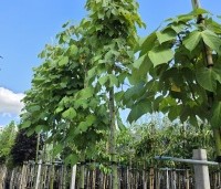 Firmiana simplex - Chinese parasolboom - 1