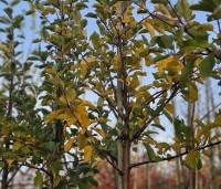 Malus dom. 'Red Elstar' - Malus dom. 'Red Elstar' - hoogstam najaar