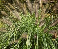 Pennisetum alopecuroides 'Red Head'  - Lampenpoetsersgras 'Red Head' - 1
