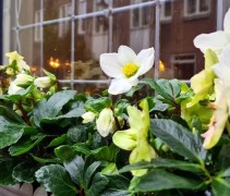 De witte Kerstroos als vaste plant in uw tuin of uw plantenbak