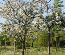 Malus domestica Alkmene