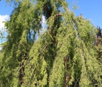 Taxodium distichum Pendulum