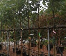 Walnoten 'Seifersdorfer Runde' bomen te koop