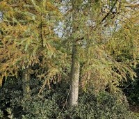 Larix kaempferi - Japanse Lariks - november 2024 kwekerij Apeldoorn