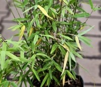 Fargesia nitida 'Volcano' - Bamboe 'Volcano' - 1