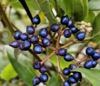 Viburnum tinus 'Eve Price' - Sneeuwbal 'Eve Price' - 3