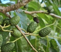 Alnus x spaethii 'Spaeth' - Els 'Spaeth' - 3