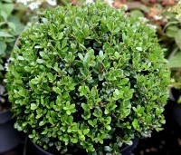 Ilex crenata 'Caroline Upright' - Japanse hulst - 1