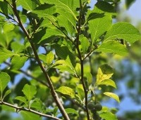 Styrax japonicus - Storaxboom - 3