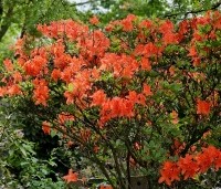 Rhododendron 'Koster's Brilliant Red' - Azalea 'Koster's Brilliant Red' - 1
