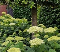 Hydrangea arb. 'Incrediball Strong Annabelle'  - Hortensia 'Incrediball Strong Annabelle' - 1