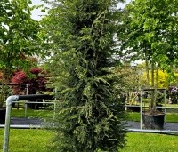 Tsuga canadensis - Canadese Hemlockspar - 3