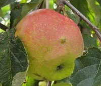 Malus dom. 'Jonagold' - Malus dom. 'Jonagold' - 1