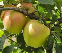 Malus dom. 'Jonagold' - Malus dom. 'Jonagold' - 2